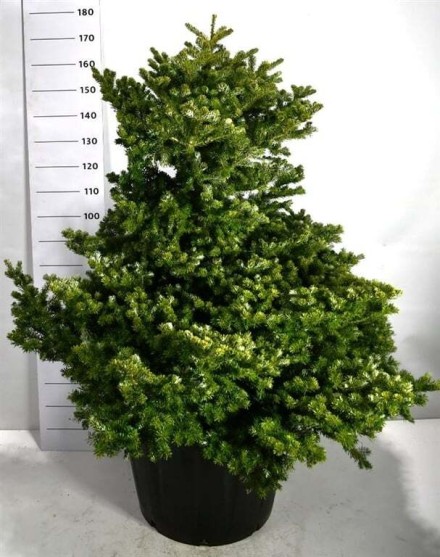 Abies k. 'Molli'