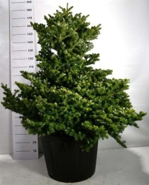 Abies k. 'Molli'