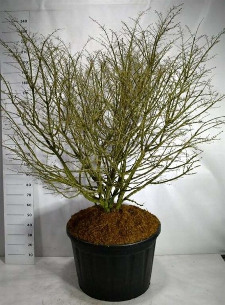 Euonymus alatus