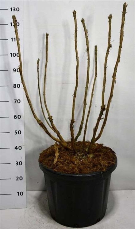 Hydrangea sargentiana