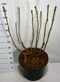 Hydrangea sargentiana