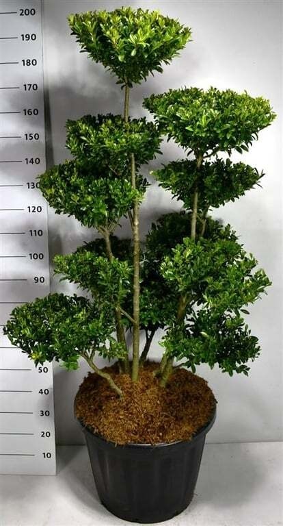 Ilex maximowicziana kanehirae
