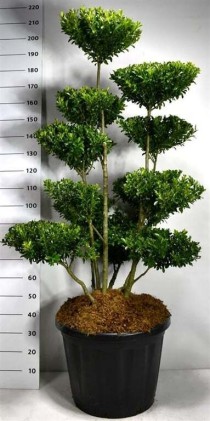 Ilex maximowicziana kanehirae