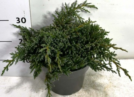 Juniperus squamata 'Tropical Blue'