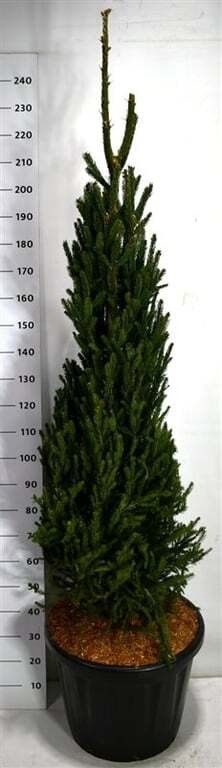Picea a. 'Columnaris'