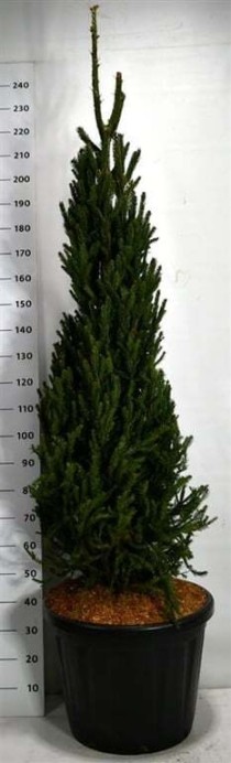 Picea a. 'Columnaris'