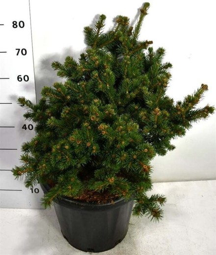 Picea pungens 'Lucky Strike'