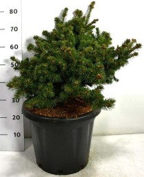 Picea pungens 'Lucky Strike'