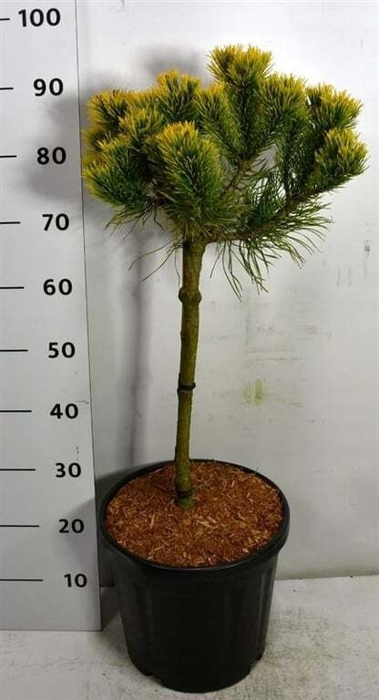 Pinus mugo 'Carsten'