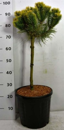 Pinus mugo 'Carsten'