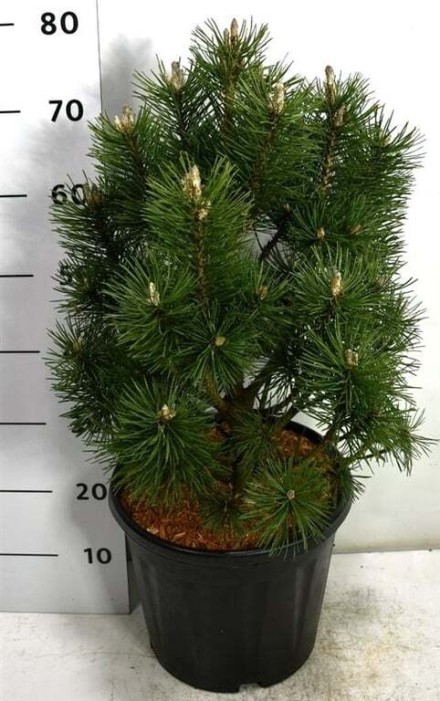 Pinus mugo 'Columbo'