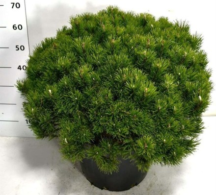 Pinus mugo pumilio