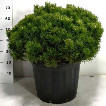 Pinus mugo pumilio