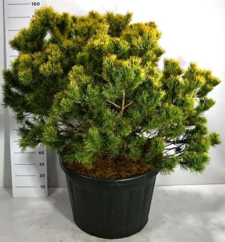 Pinus mugo 'Winter Gold'