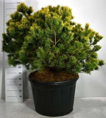 Pinus mugo 'Winter Gold'