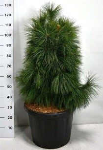 Pinus schwerinii 'Wiethorst'
