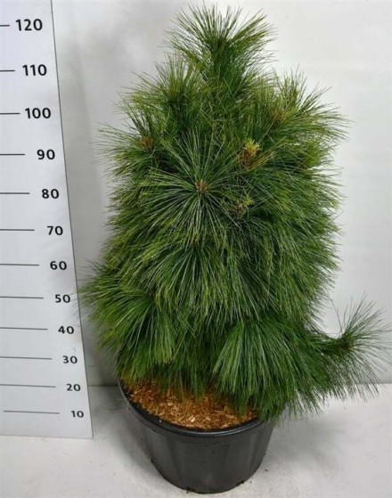 Pinus schwerinii 'Wiethorst'