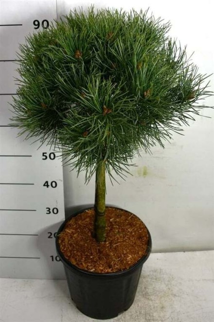 Pinus sylvestris 'Watereri'