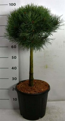Pinus sylvestris 'Watereri'