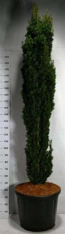Taxus b. 'Fastigiata Robusta'