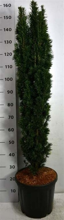 Taxus b. 'Fastigiata Robusta'