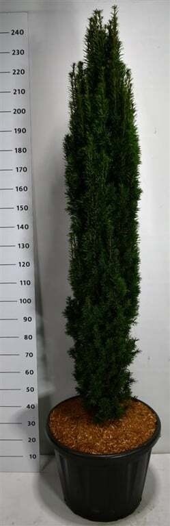 Taxus b. 'Fastigiata Robusta'