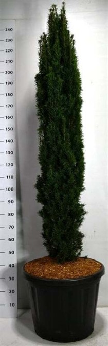 Taxus b. 'Fastigiata Robusta'