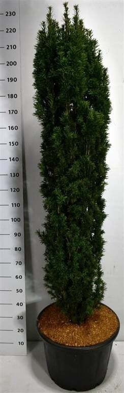 Taxus b. 'Fastigiata Robusta'