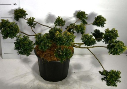 Taxus b. 'Summergold'