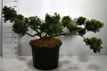 Taxus b. 'Summergold'