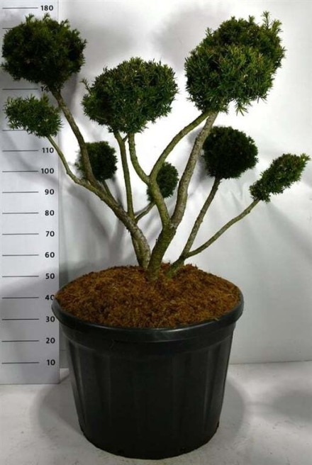 Taxus media 'Farmen'