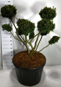 Taxus media 'Farmen'