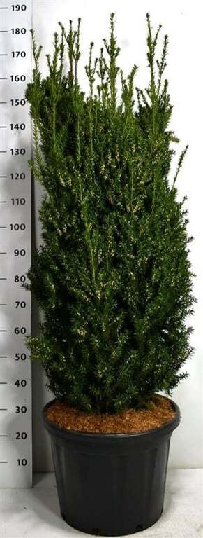 Taxus media 'Hillii'
