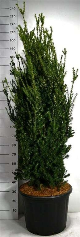 Taxus media 'Hillii'