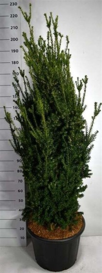 Taxus media 'Hillii'