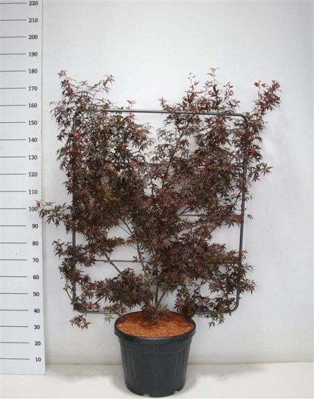 Acer pal. 'Skeeter's Broom'