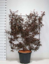 Acer pal. 'Skeeter's Broom'