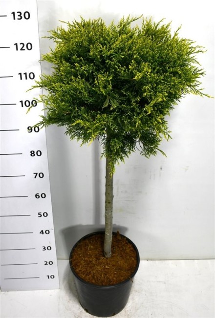 Juniperus pfitzeriana 'Old Gold'