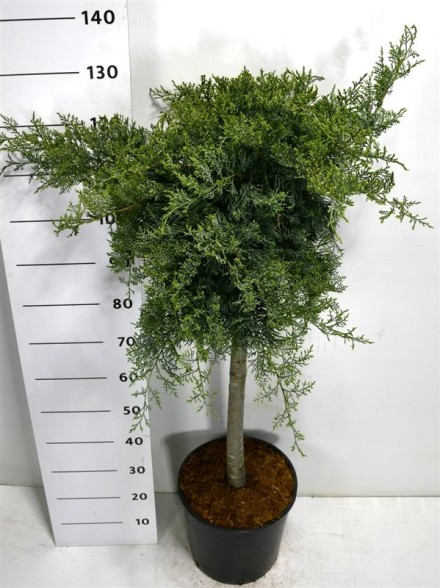 Juniperus virg. 'Grey Owl'