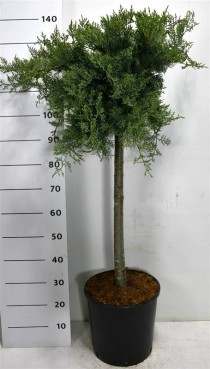 Juniperus virg. 'Grey Owl'