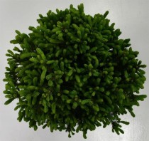 Picea gl. 'Echiniformis'