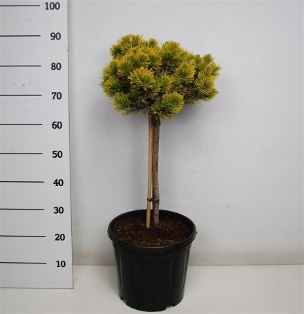 Pinus mugo 'Carsten's Wintergold'