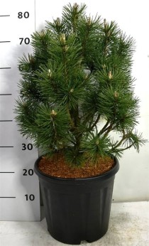 Pinus mugo 'Columbo'