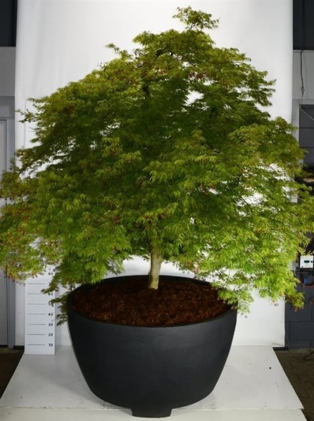 Acer pal. 'Dissectum'