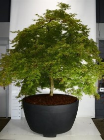 Acer pal. 'Dissectum'