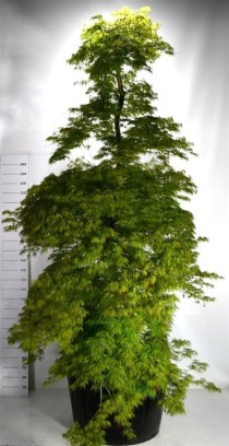 Acer pal. 'Dissectum'
