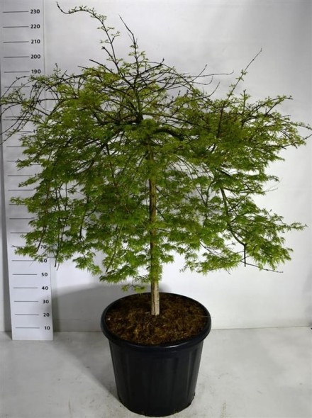 Acer pal. 'Emerald Lace'