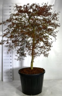 Acer pal. 'Inaba-shidare'