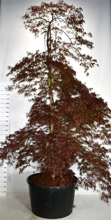 Acer pal. 'Inaba-shidare'