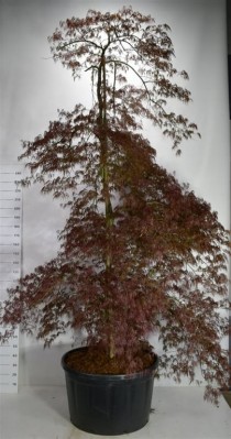 Acer pal. 'Inaba-shidare'